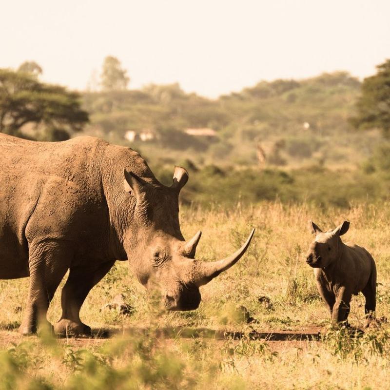 Nairobi National Park