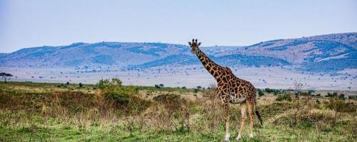 Nairobi National Park
