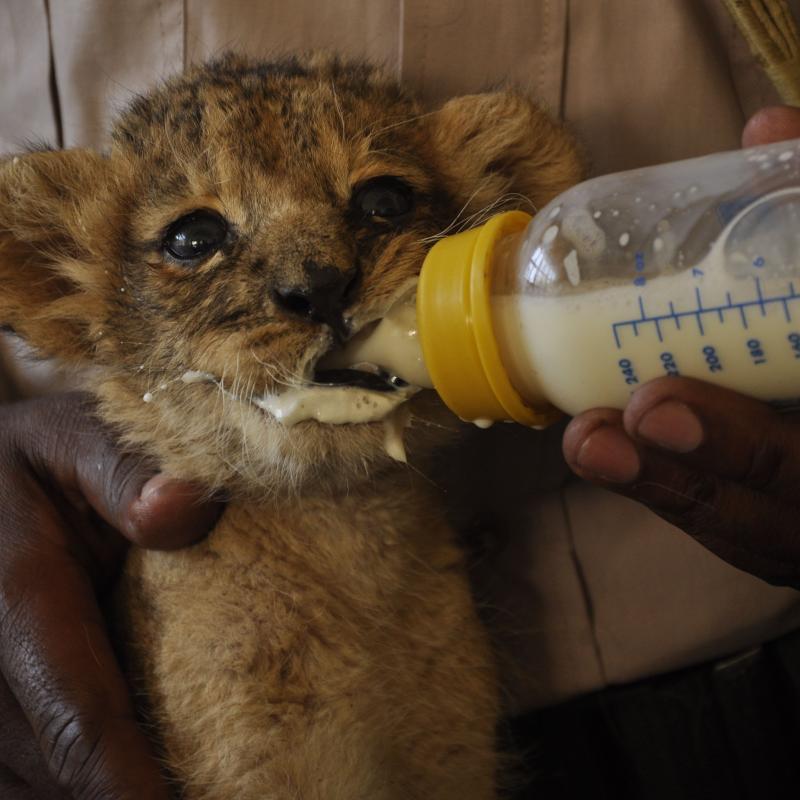 Nairobi Animal Orphanage