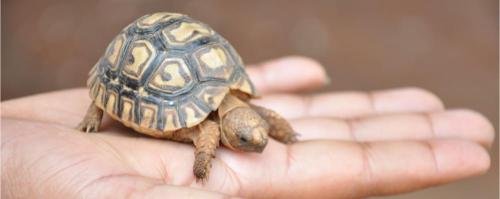Nairobi Animal Orphanage