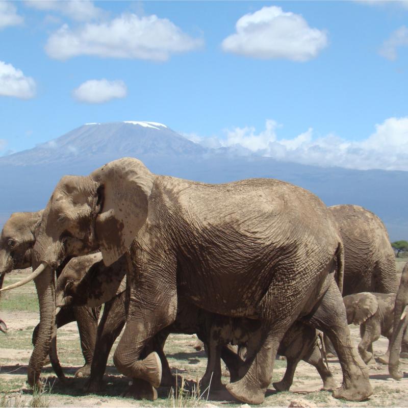 Amboseli National Park