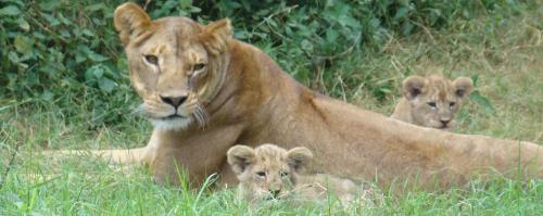 Amboseli National Park